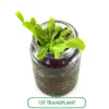 Venus Flytrap Terrarium Diy Kit