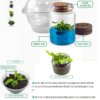 Venus Flytrap Terrarium Diy Kit - Image 2
